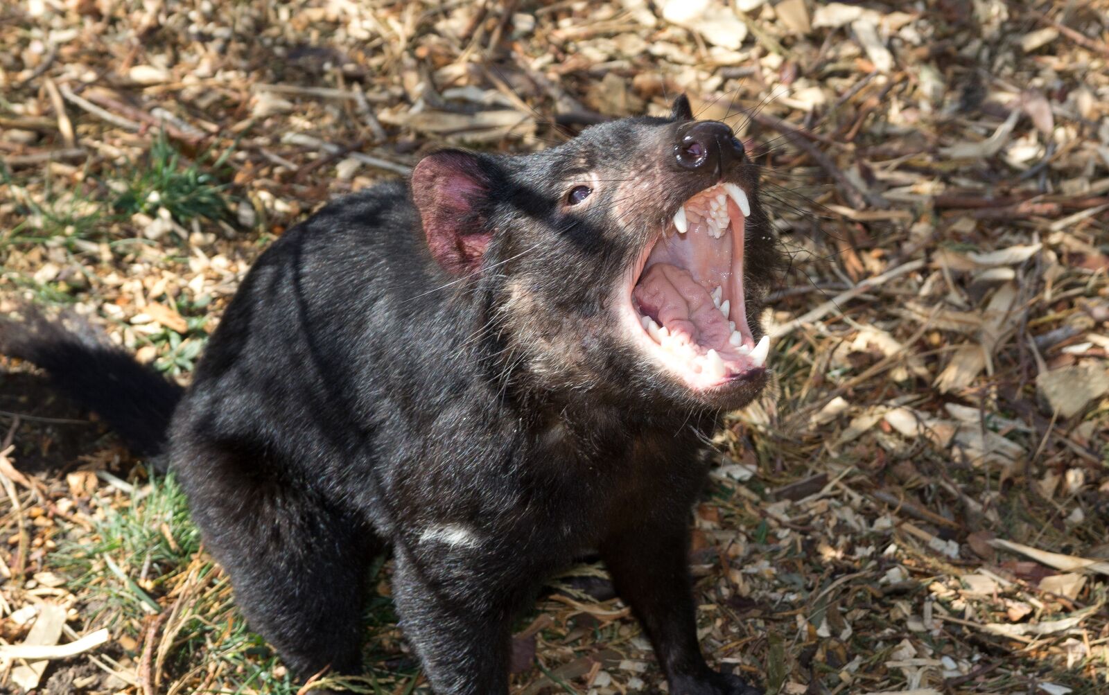 Canon EOS 60D sample photo. Australia, tasmania, zoodoo photography