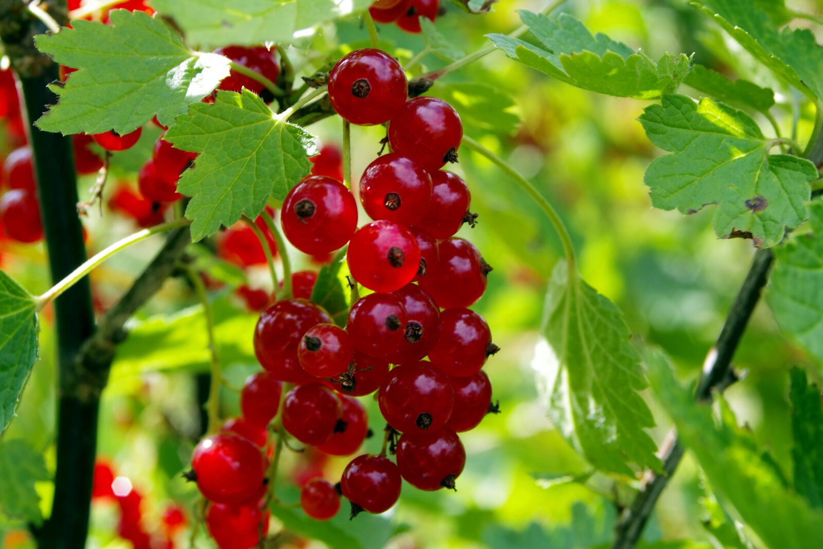 Pentax K-S2 sample photo. Red currant, currant, natural photography