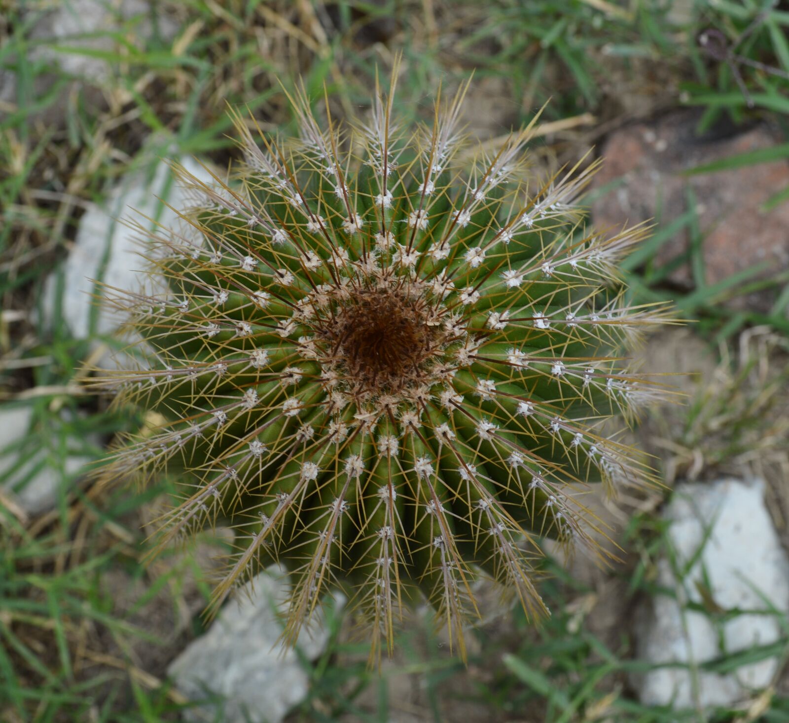Nikon D3200 sample photo. Thorns, thorny, desert photography