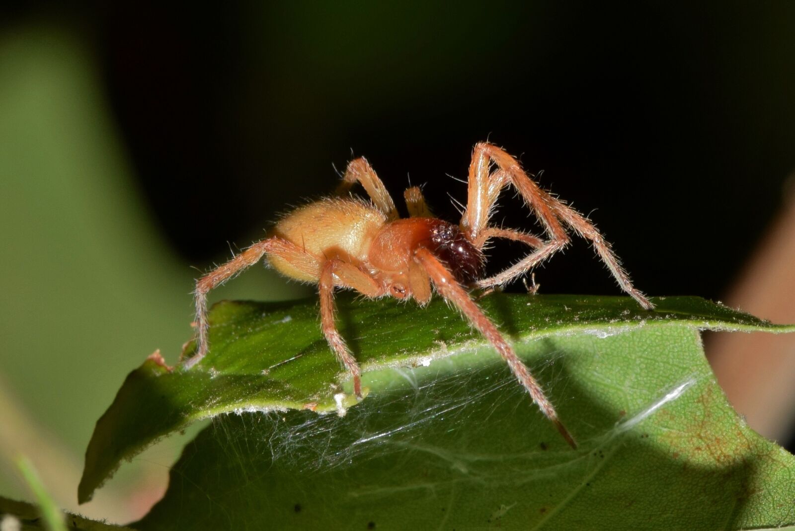 Nikon D5300 sample photo. Spider, sac spider, yellow photography