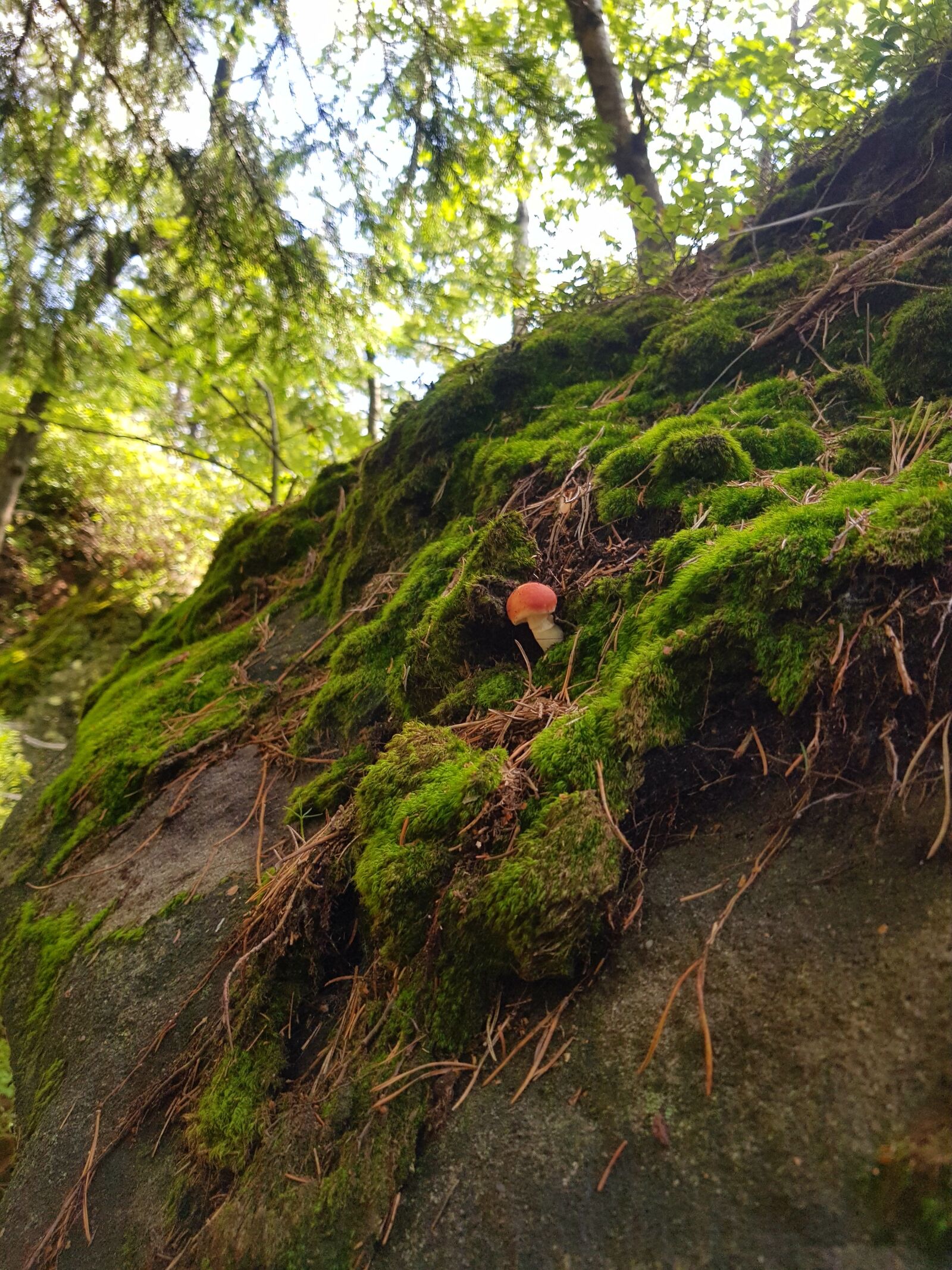 Samsung Galaxy S8+ sample photo. Forrest, mountains, stones photography