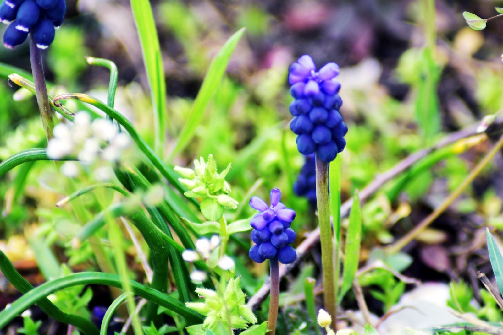 Nikon D3400 sample photo. Nature, flower, plant photography