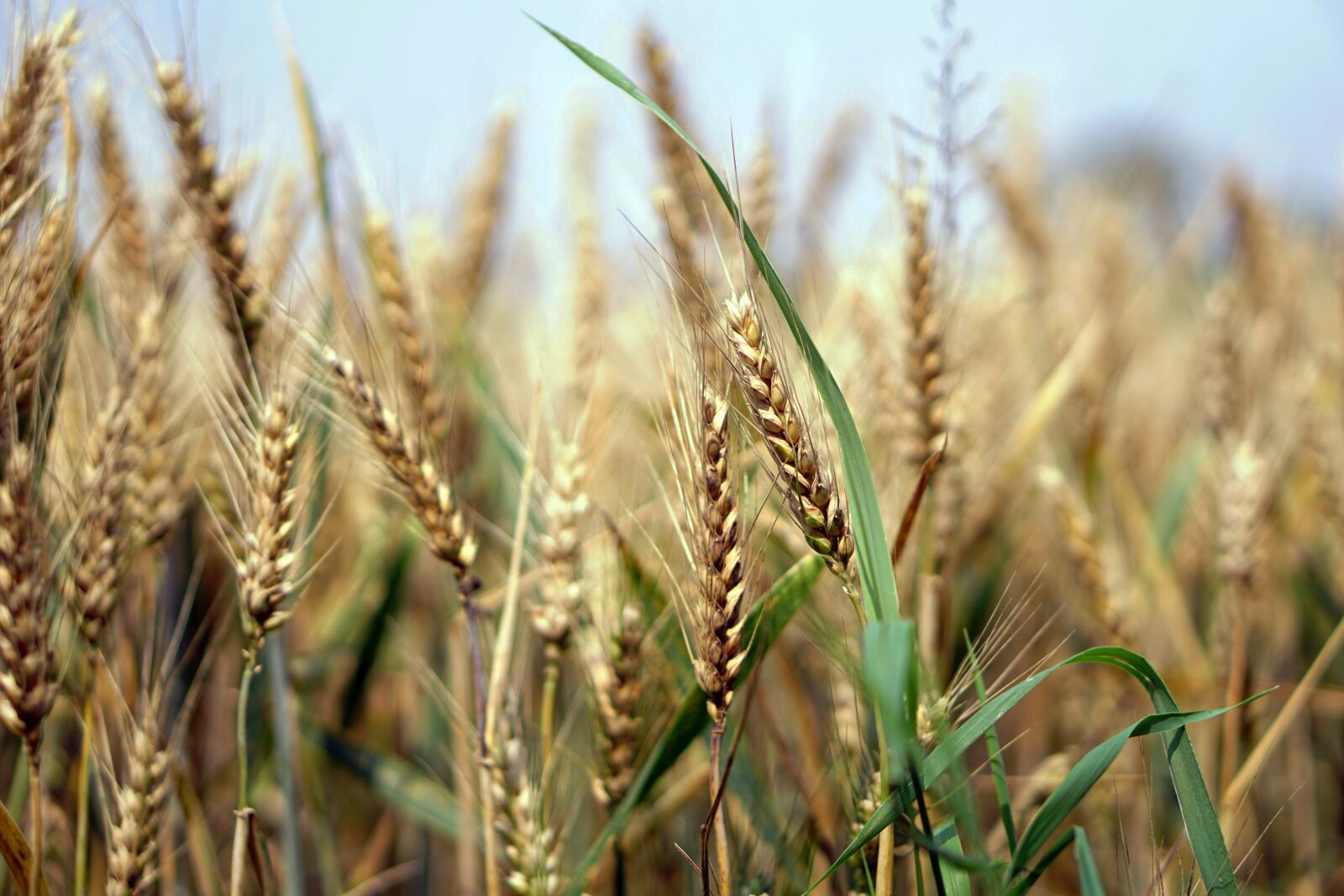E 50mm F1.8 OSS sample photo. Wheat, wheat field, cornfield photography