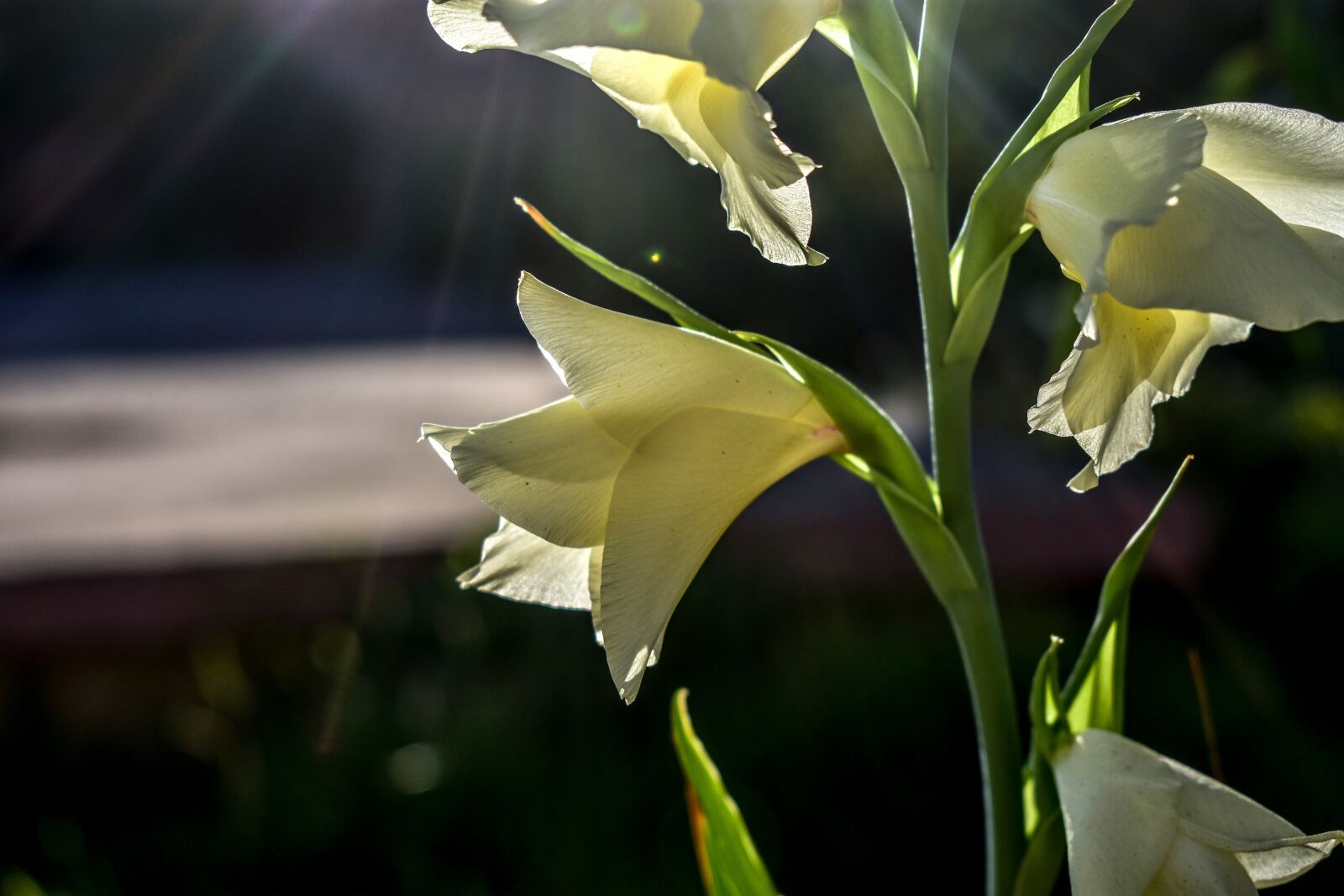 Nikon D3400 sample photo. Flower, beautiful, nature photography