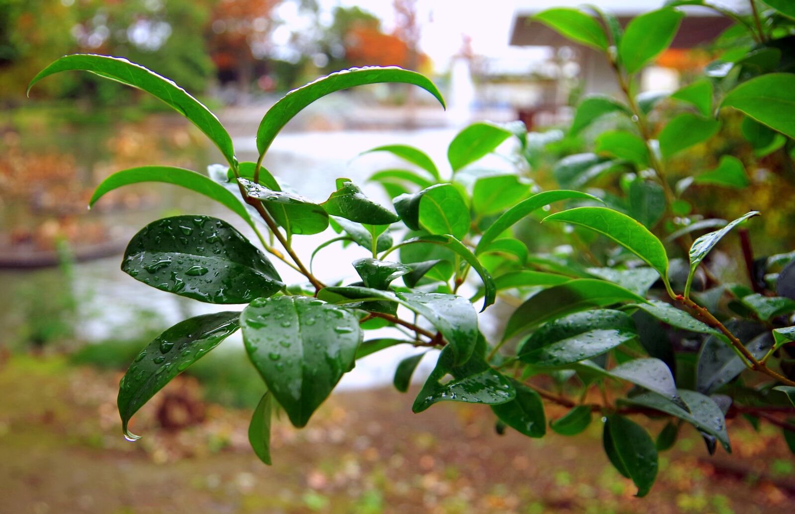 Pentax K-30 sample photo. Rain, green, drop of photography