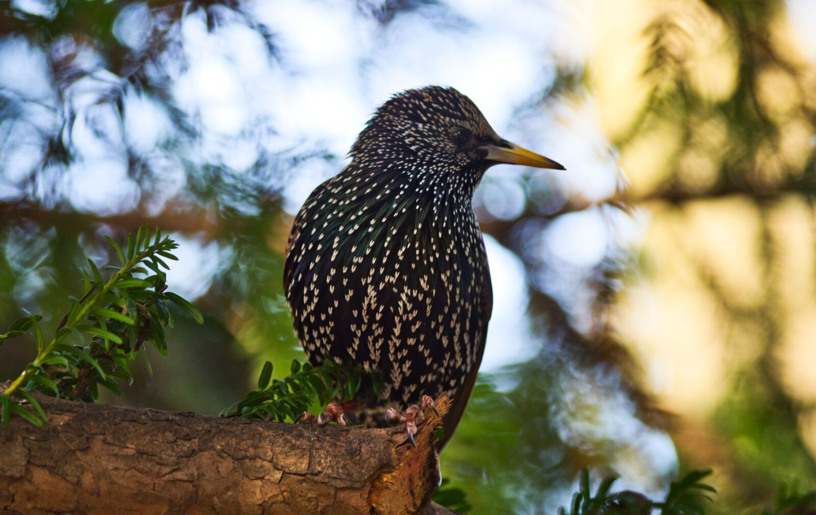 Pentax K-30 sample photo. Star, songbird, plumage photography