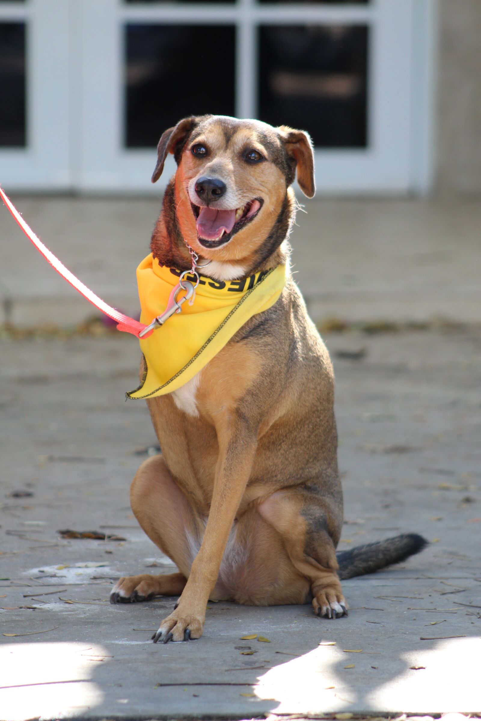 Canon EOS 1300D (EOS Rebel T6 / EOS Kiss X80) + Canon EF75-300mm f/4-5.6 sample photo. Disabled dog, special dog photography