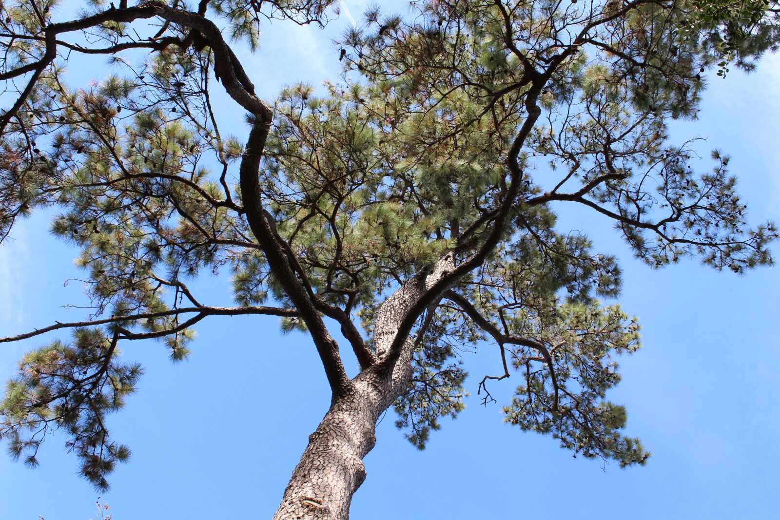 Canon EOS 650D (EOS Rebel T4i / EOS Kiss X6i) + Canon EF-S 18-55mm F3.5-5.6 IS II sample photo. Tree, garden, green photography