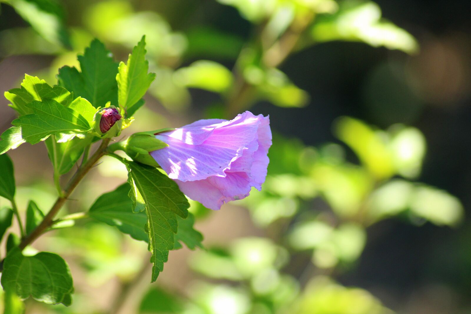 Canon EOS 1200D (EOS Rebel T5 / EOS Kiss X70 / EOS Hi) sample photo. Hibiscus, flower, violet photography