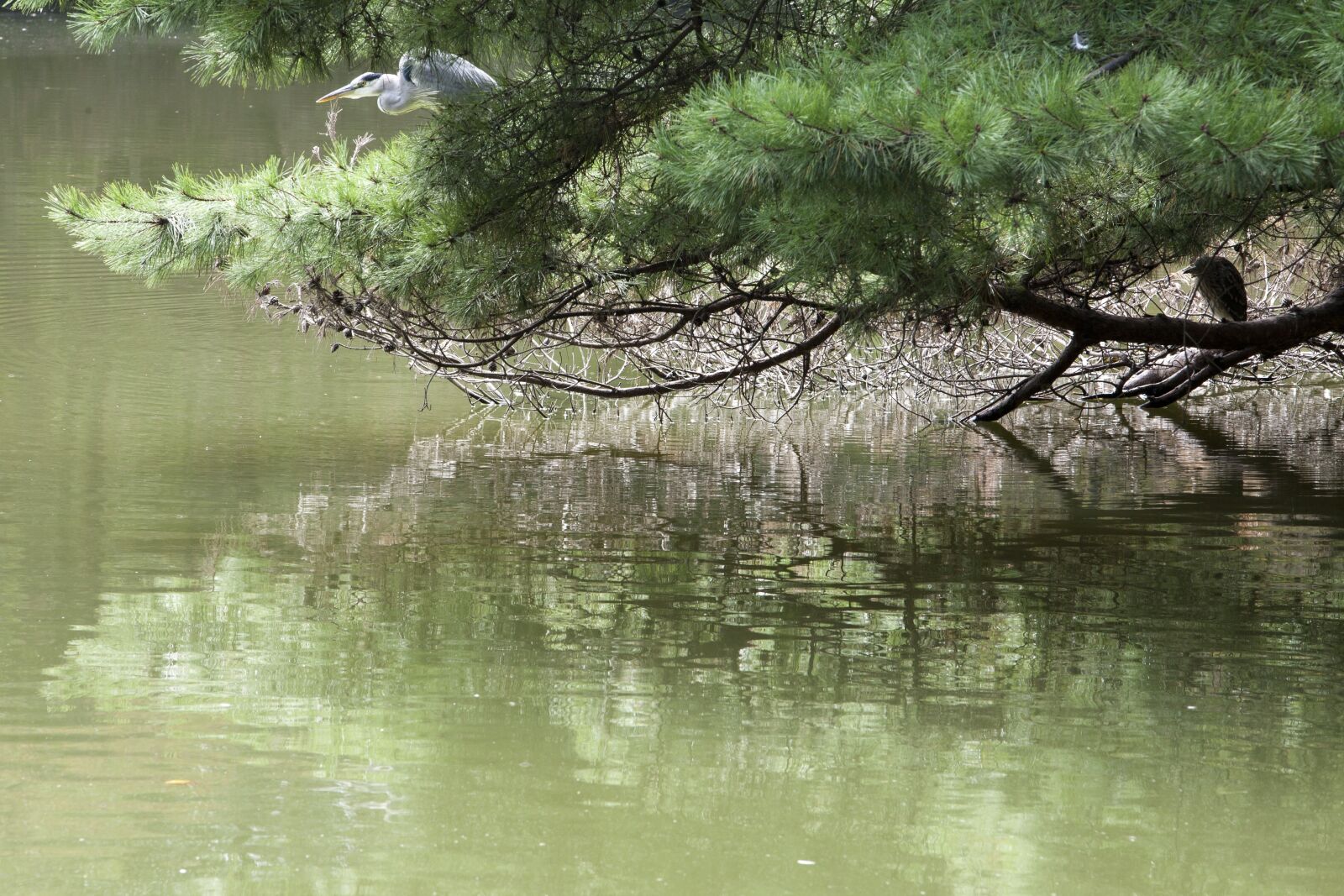 Canon EOS 5D sample photo. The waterfront, pine, break photography