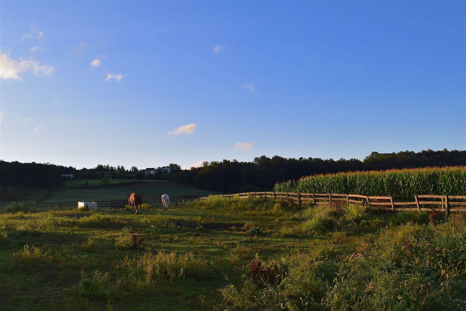 Nikon D3300 sample photo. Field, sunrise, horses photography