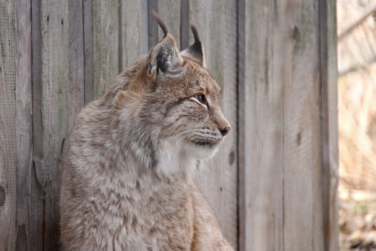 Canon EOS 500D (EOS Rebel T1i / EOS Kiss X3) sample photo. Lynx, national park, big photography