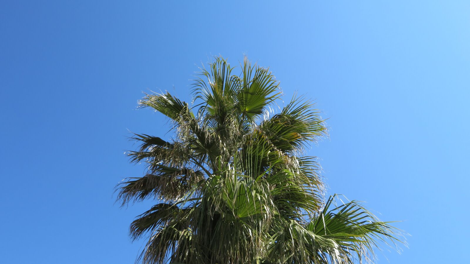 Canon PowerShot SX720 HS sample photo. Palm, sky, summer photography