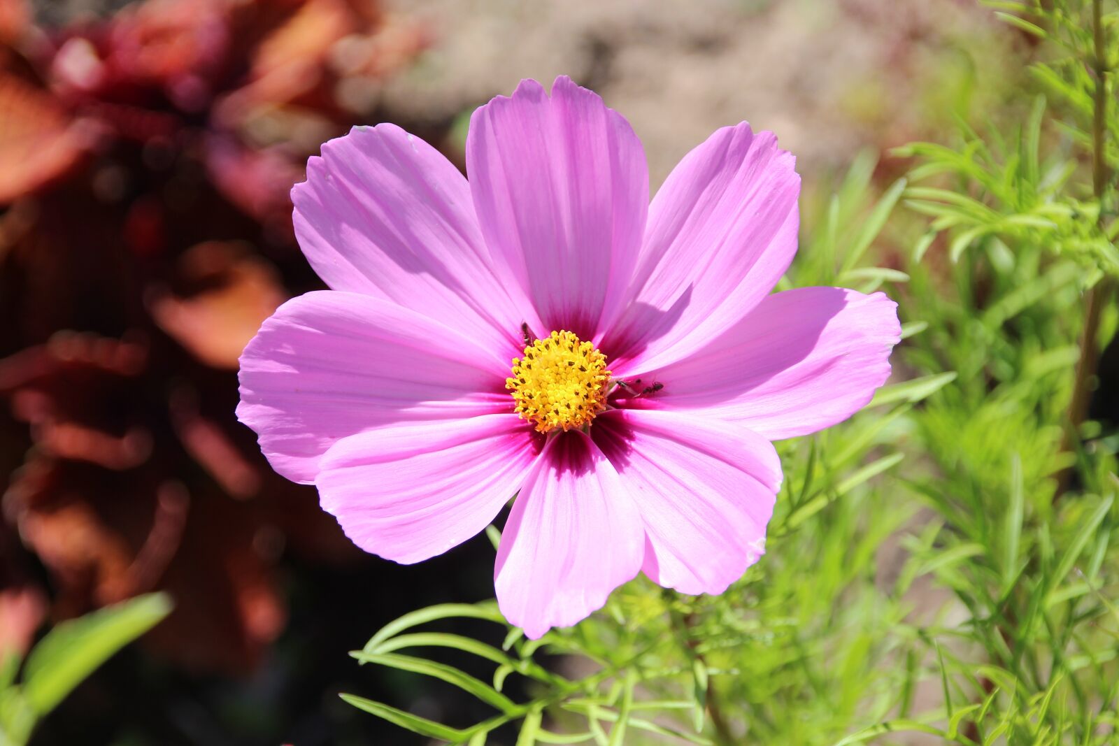 Canon EOS 650D (EOS Rebel T4i / EOS Kiss X6i) sample photo. Cosmos, cosmea bipinnata, composites photography