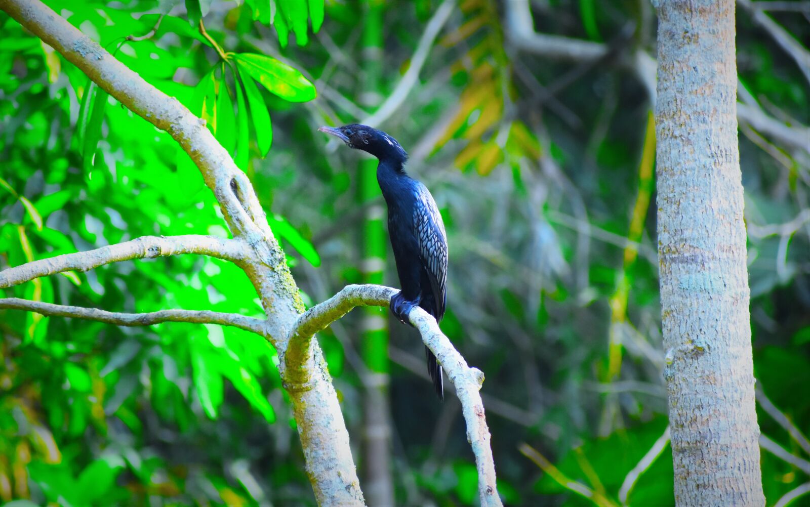 Nikon D5600 sample photo. Nature, bird, tree photography