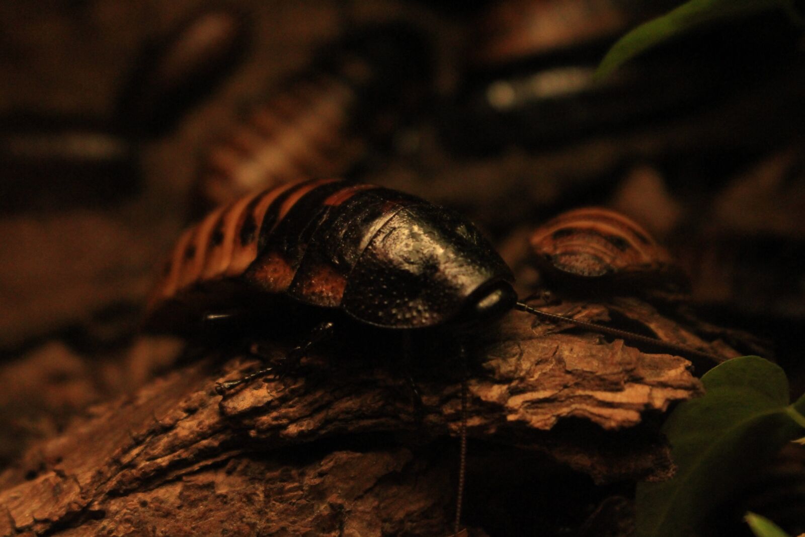 Canon EOS 700D (EOS Rebel T5i / EOS Kiss X7i) sample photo. Cockroach, zoo, insect photography