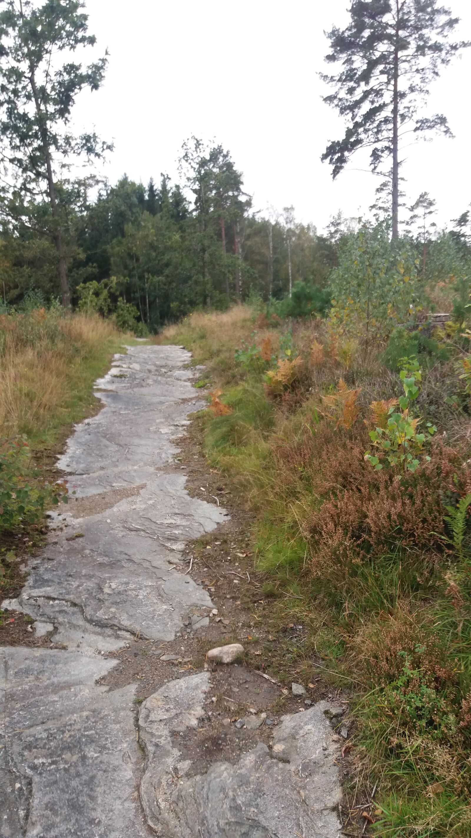 Samsung SM-J500FN sample photo. Forest road, paved, autumn photography