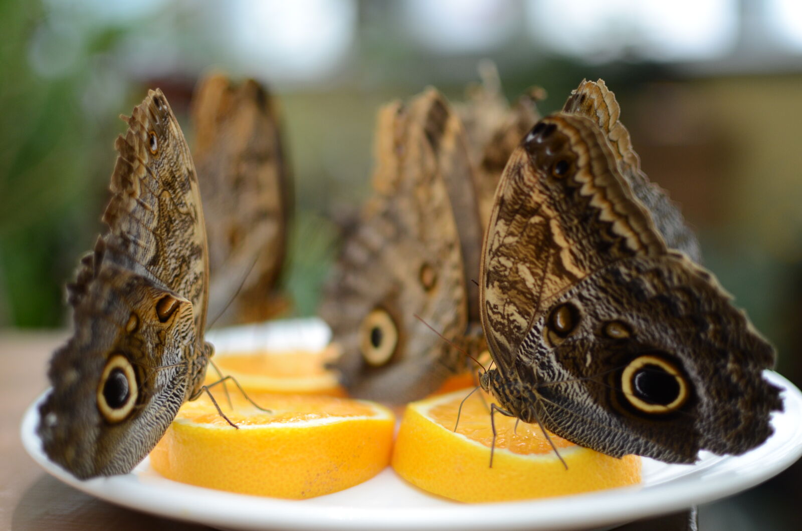Nikon D7000 + Nikon AF-S DX Nikkor 35mm F1.8G sample photo. Blurry, background, butterflies, monarch photography
