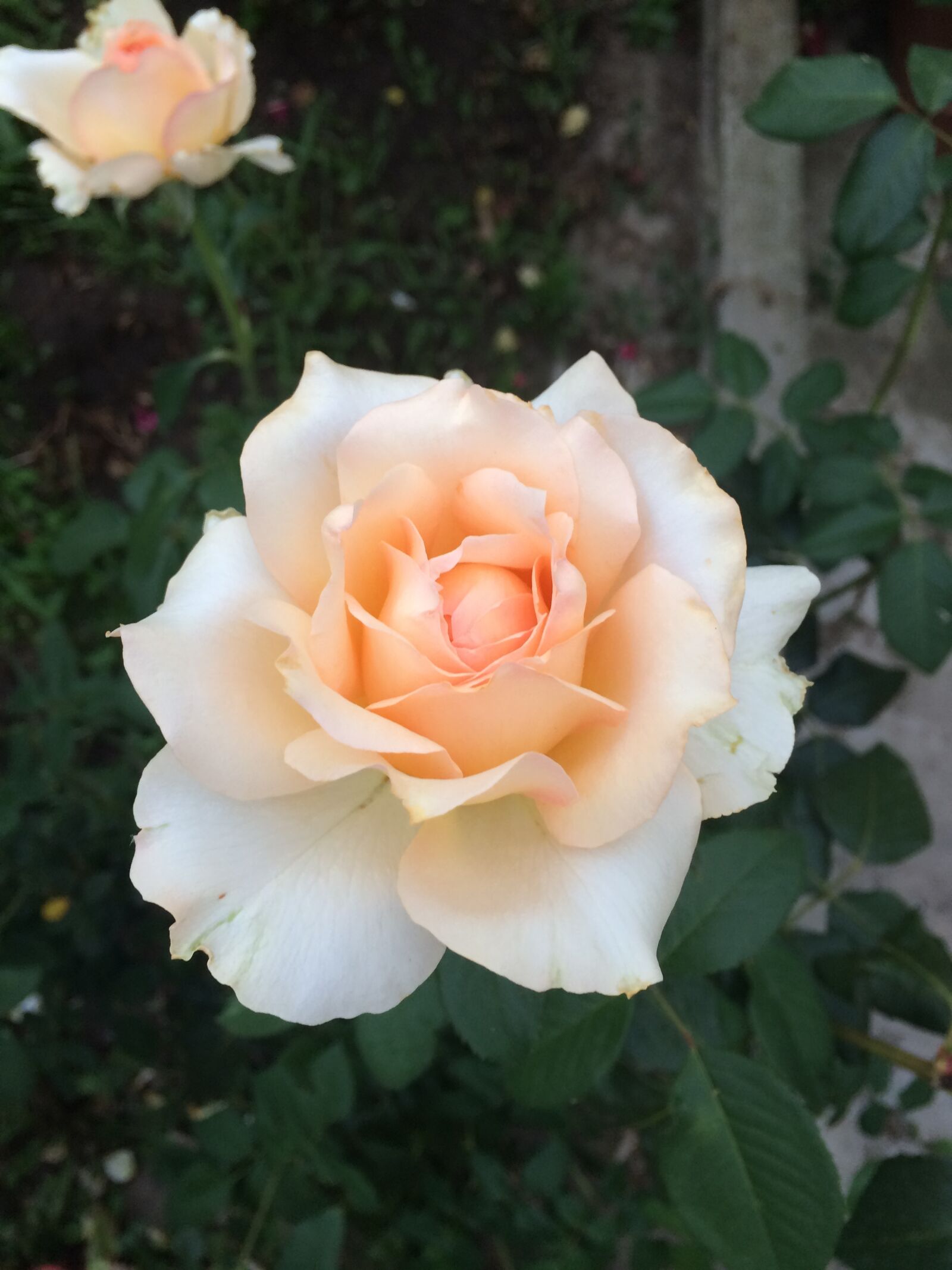 iPhone 5s back camera 4.15mm f/2.2 sample photo. Flower, rosa, plant photography