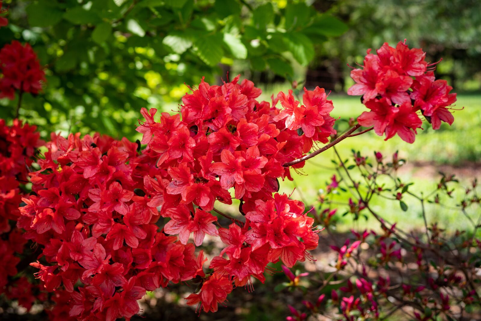 Panasonic Leica DG Summilux 25mm F1.4 II ASPH sample photo. Azalea, blossom, flower photography