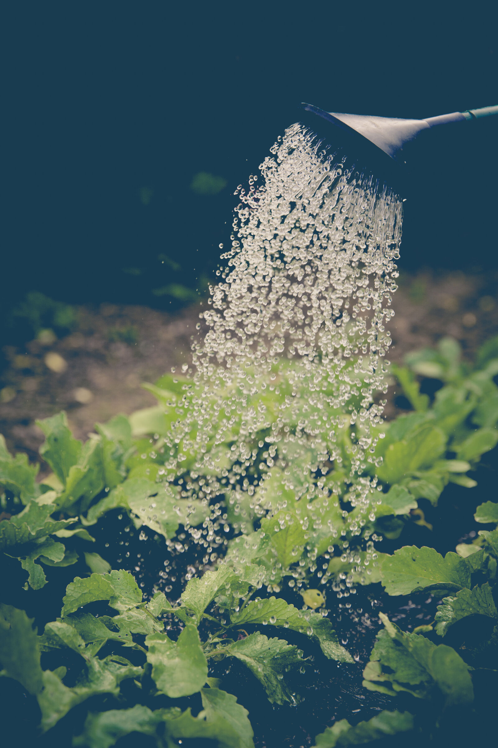 Canon EF 24-70mm F2.8L II USM sample photo. Agriculture, pouring, gardening, watering photography