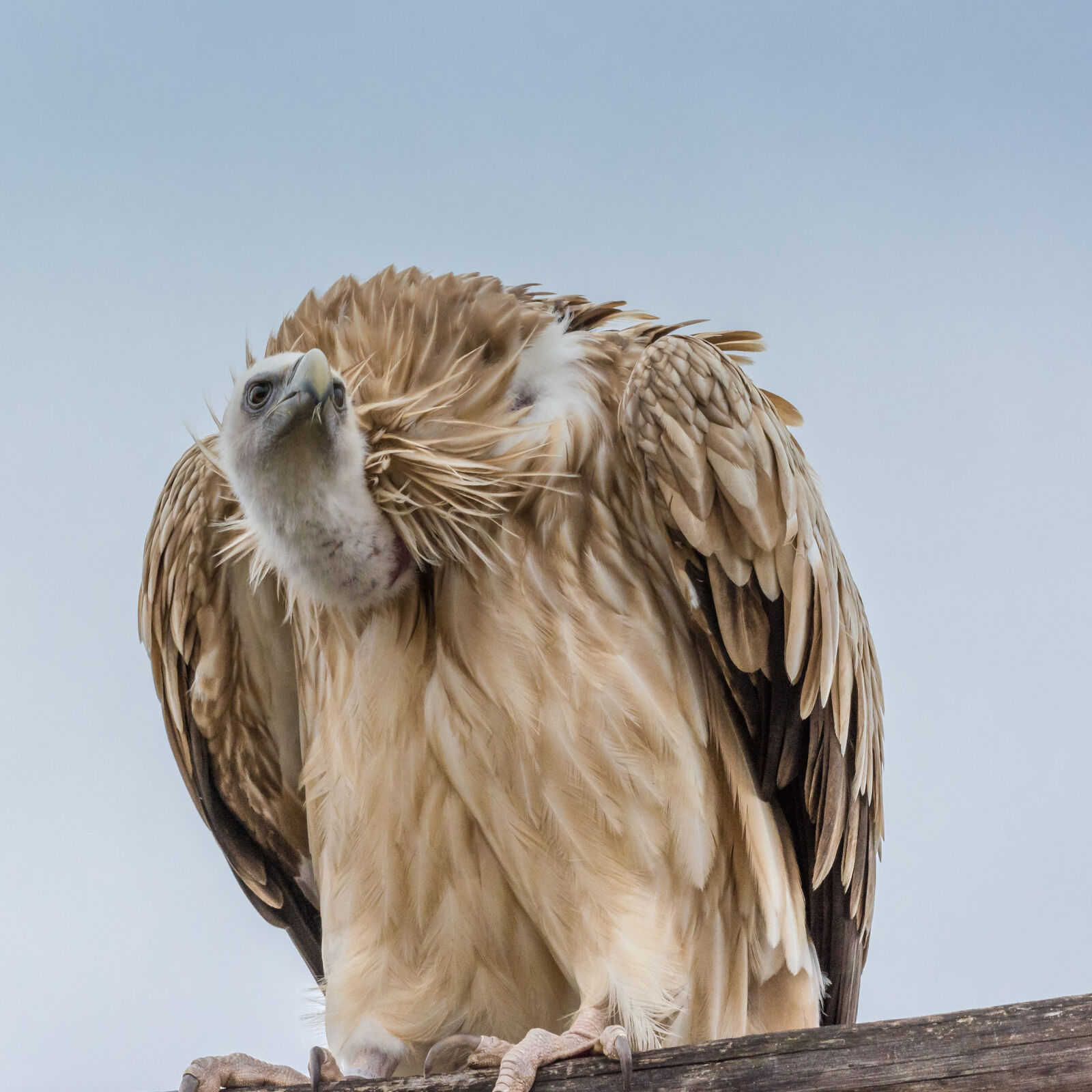 Nikon D5200 sample photo. Animal, bad, bird, plumes photography