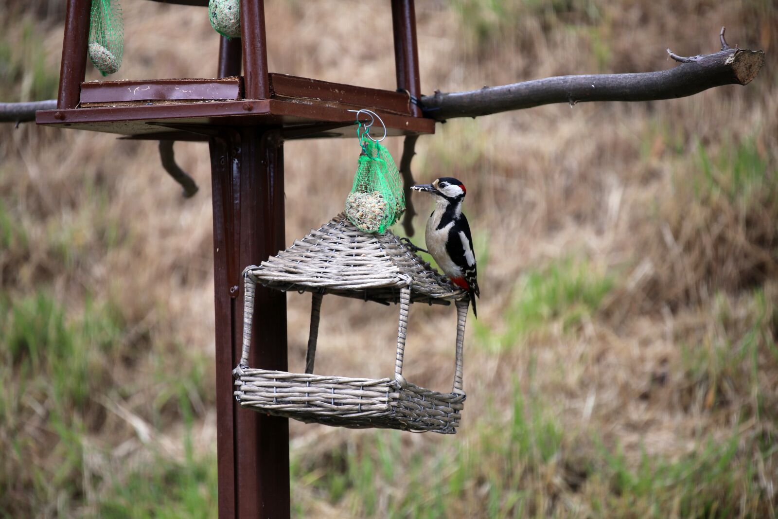 Canon EOS 6D sample photo. Great spotted woodpecker, bird photography