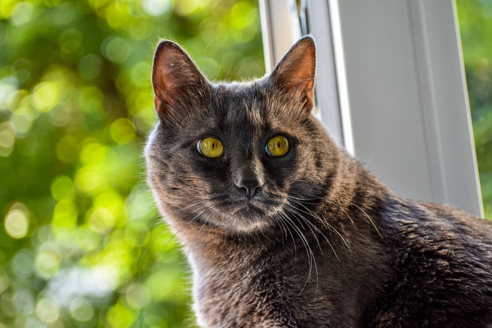 Nikon D3400 sample photo. Cat, looking, yelow eyes photography