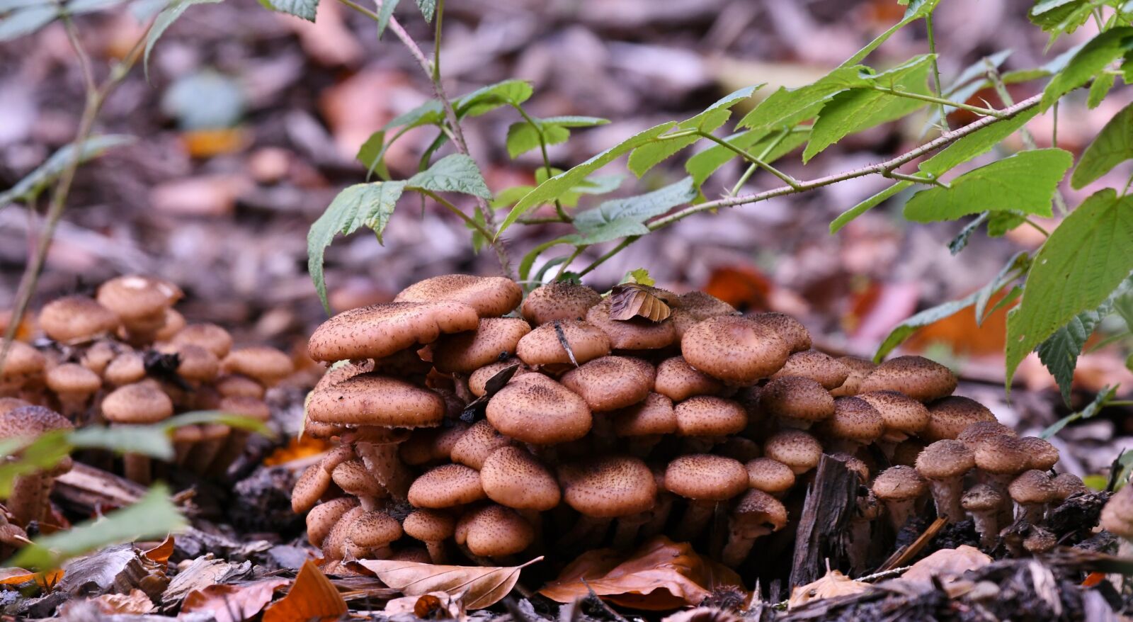 Nikon D500 sample photo. Mushrooms, forest, autumn photography