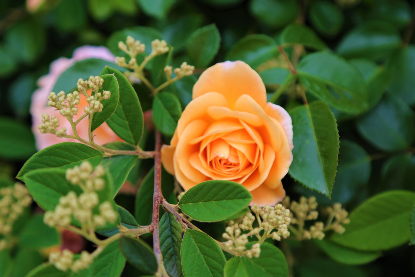 Canon EF 24-105mm F4L IS USM sample photo. Rose, sar g l photography