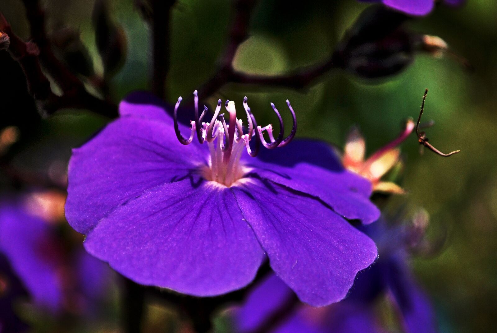 Nikon D60 sample photo. Purple, violet, flower photography