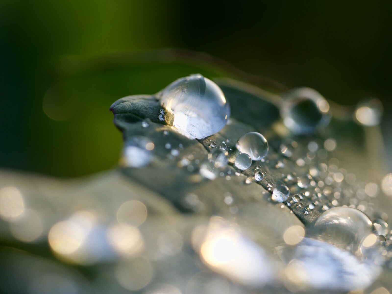 Panasonic Lumix DC-G9 sample photo. Dew, drip, close up photography