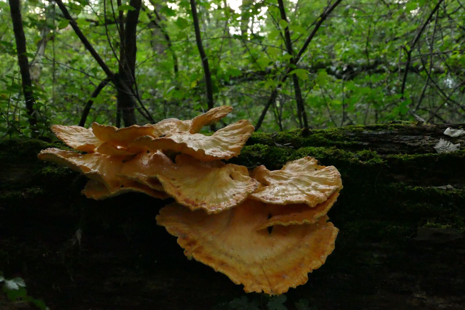 Panasonic Lumix DMC-FZ1000 sample photo. Mushrooms, forest, nature photography