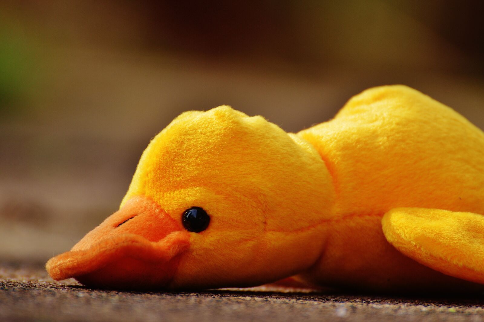 Nikon D3200 sample photo. Duck, funny, soft toy photography