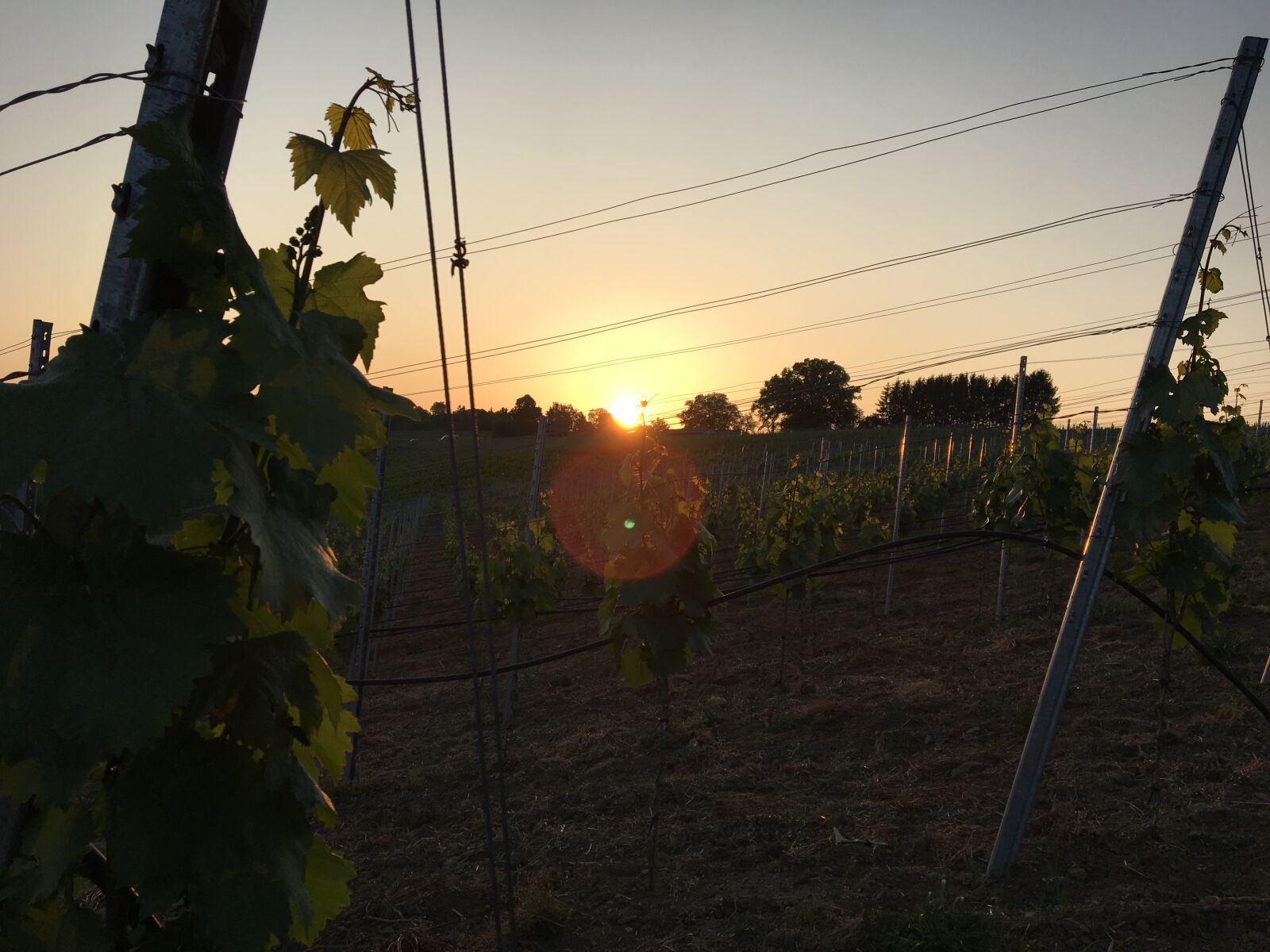 Apple iPhone 6s sample photo. Vineyard, vineyards, grapes photography