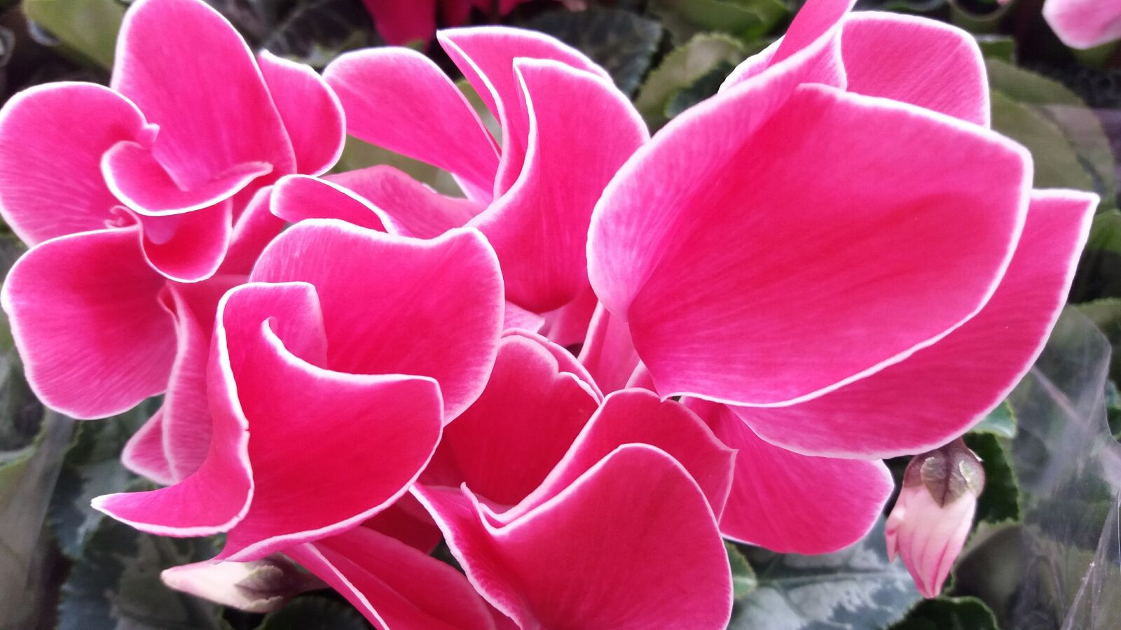 Samsung Galaxy J5 sample photo. Color, nature, flower photography