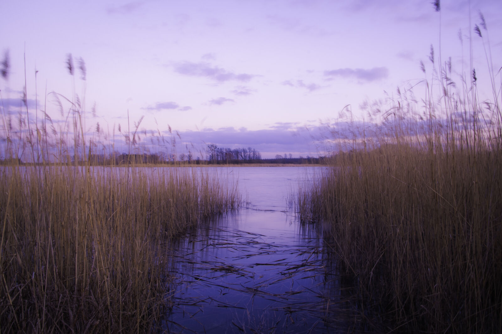 KONICA MINOLTA DYNAX 7D sample photo. Cane, lake, nature, outdoors photography