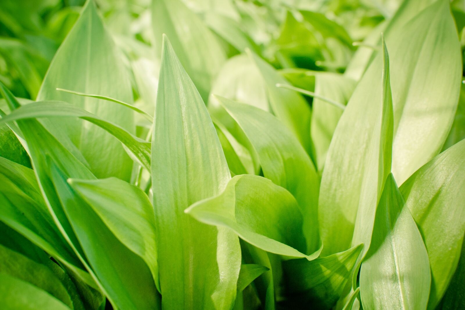 Nikon D7100 sample photo. Garlic leaves, bear's garlic photography