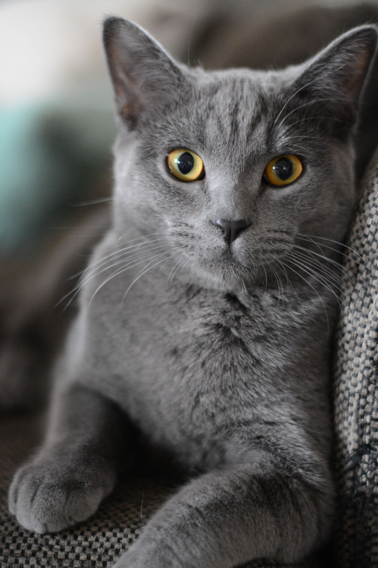 Nikon D5200 sample photo. Cat, portrait, kitten photography