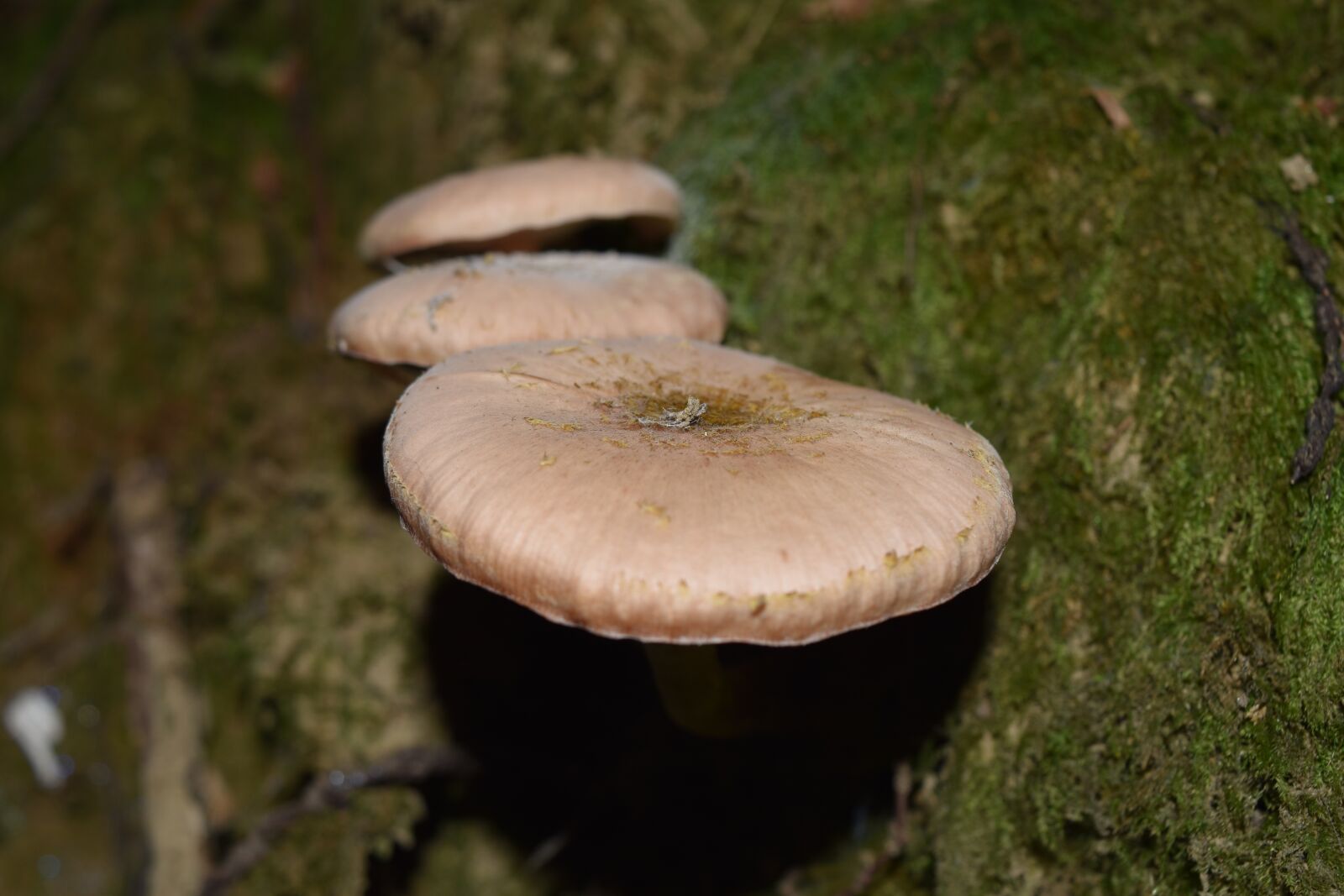 Nikon D5500 sample photo. Armillaria mellea, cavanaugh, mushrooms photography