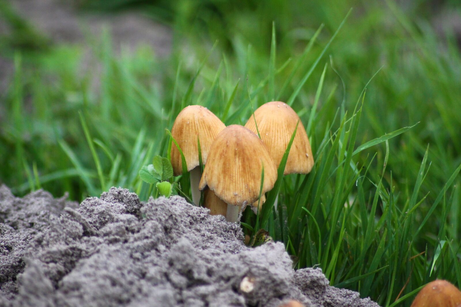 Canon EOS 50D sample photo. Mushrooms, meadow, nature photography
