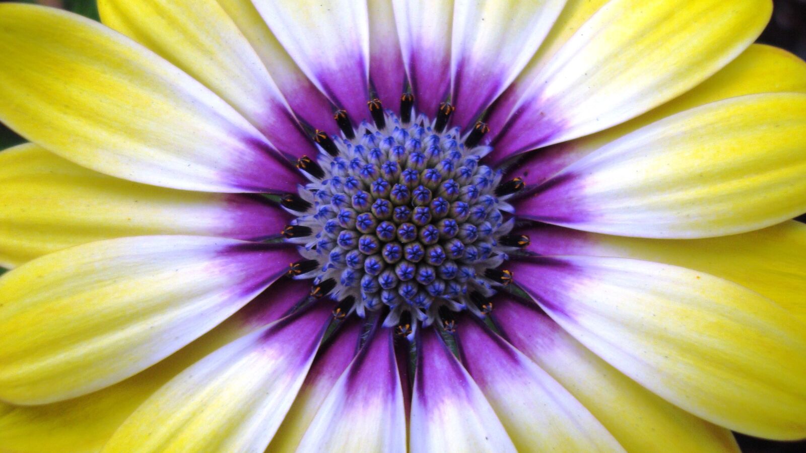 Sony Cyber-shot DSC-W120 sample photo. Flower, yellow, purple photography