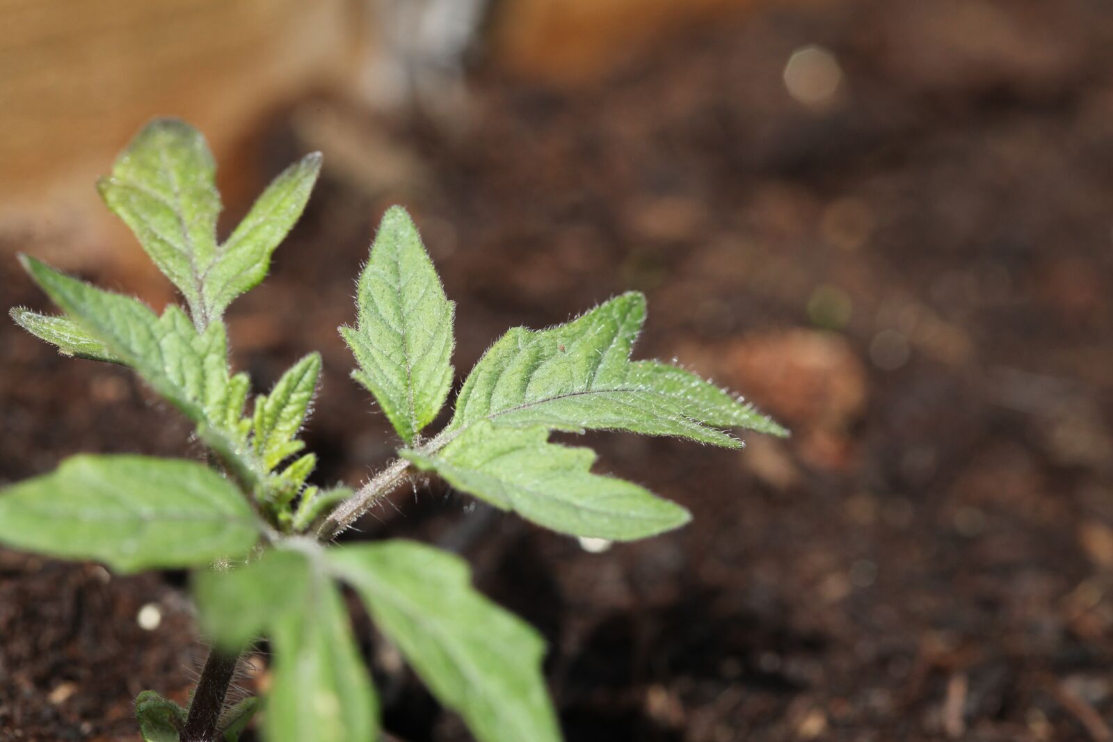 Canon EOS 5D Mark II sample photo. Tomato, seedling, plant photography