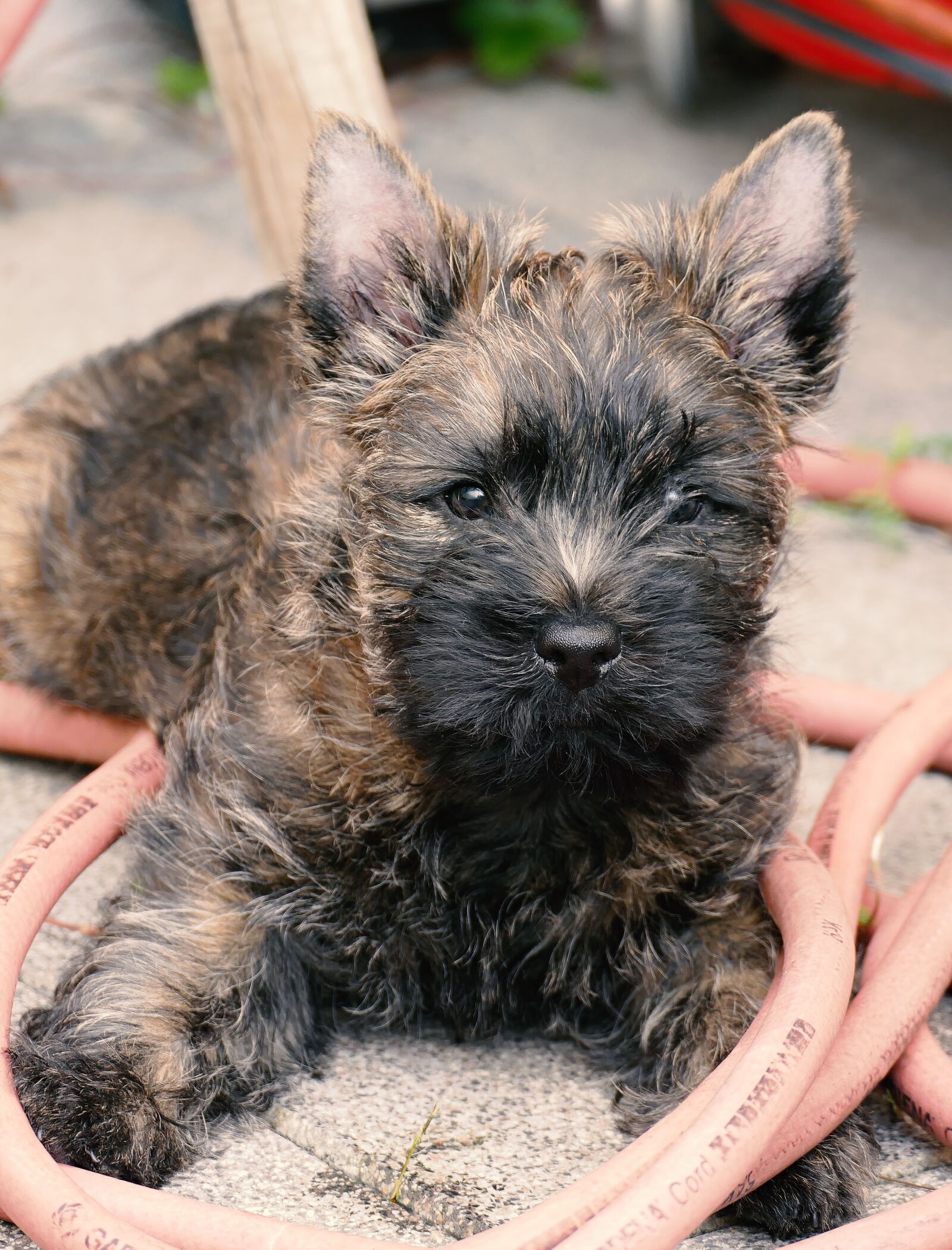 Panasonic Lumix DMC-FZ1000 sample photo. Puppy, cairn terrier, terrier photography
