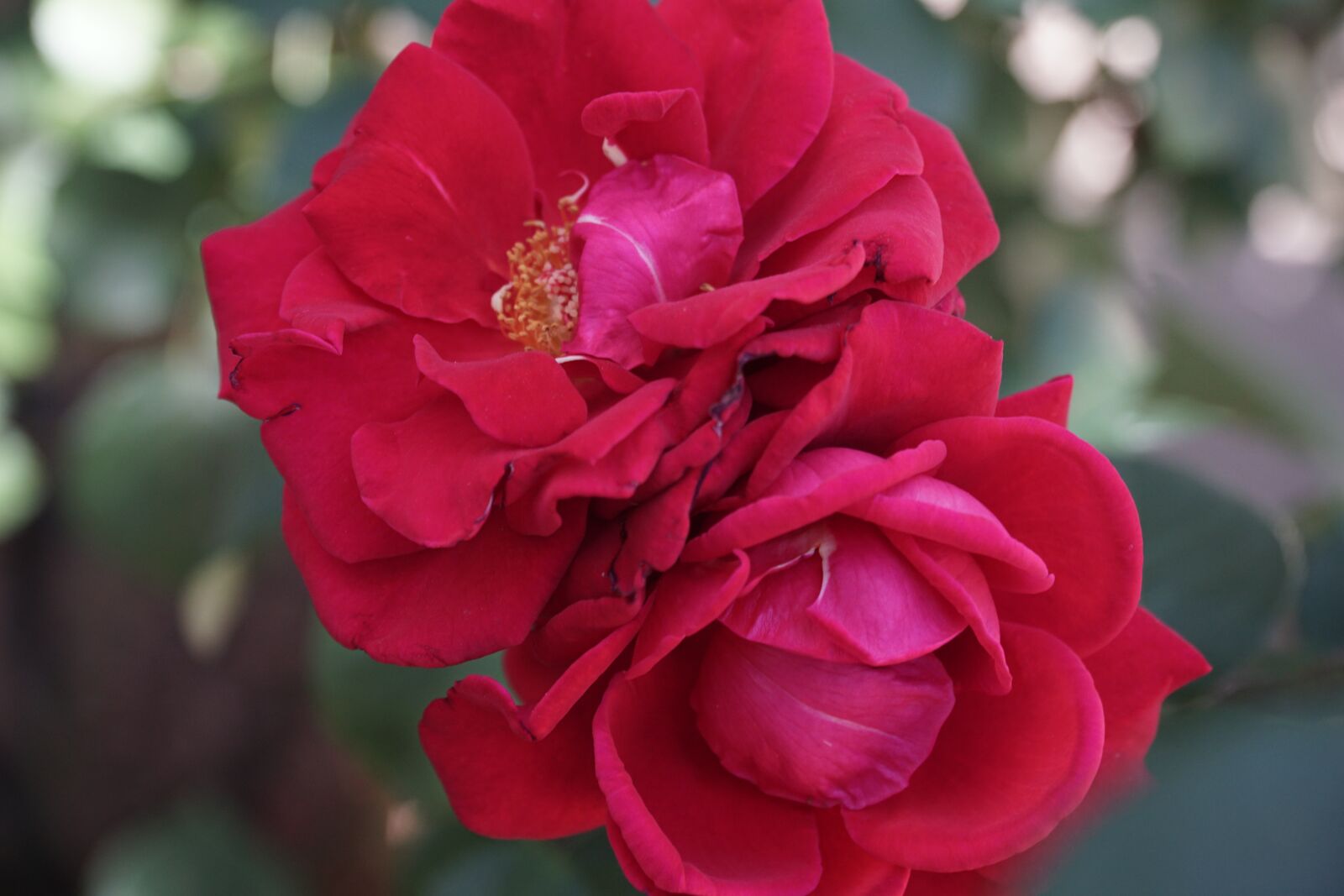 Sony E PZ 18-105mm F4 G OSS sample photo. Rose, flower, love photography