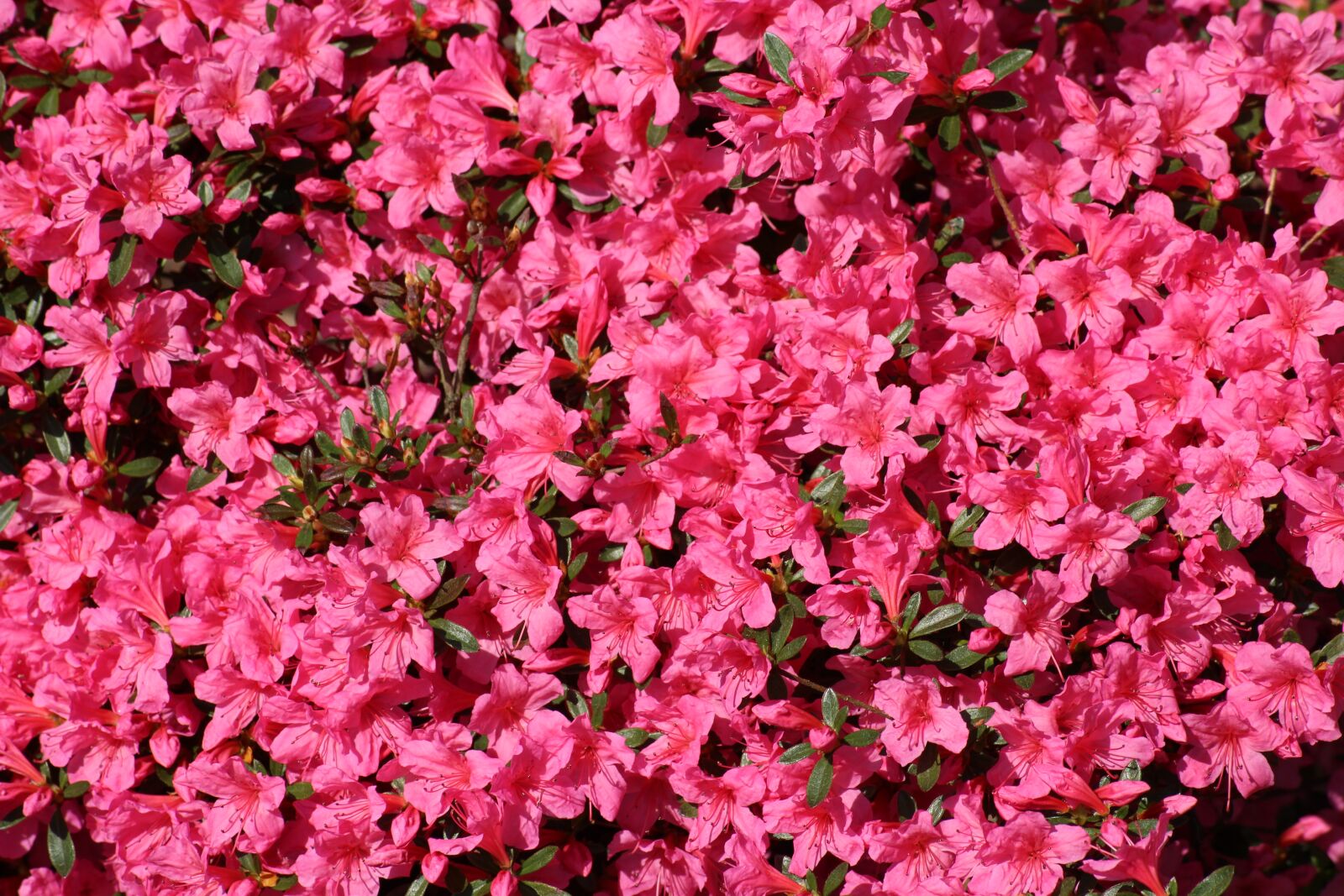 Canon EOS 1200D (EOS Rebel T5 / EOS Kiss X70 / EOS Hi) sample photo. Azalea, rhododendron, spring photography