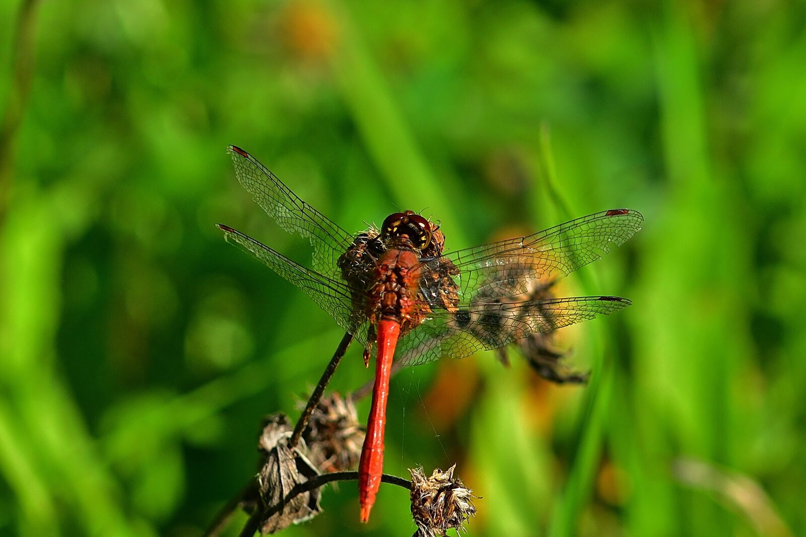 Nikon D5200 sample photo. Animal world, dragonfly, macro photography