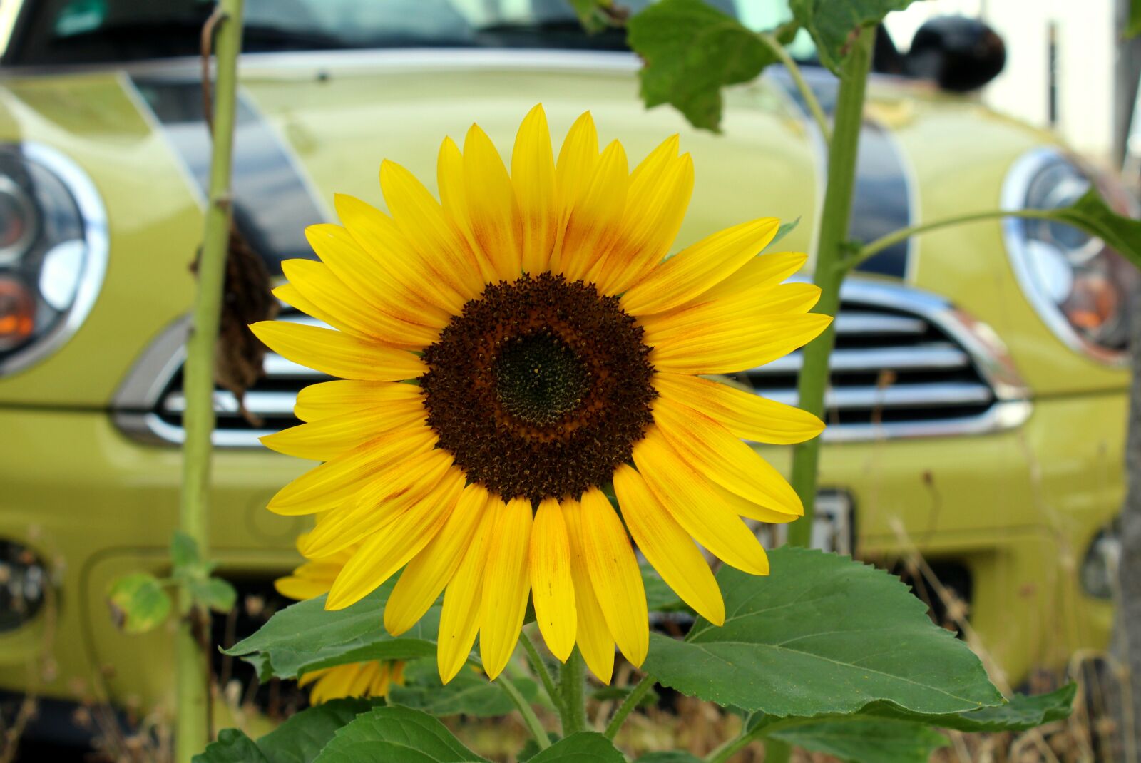 Canon EOS 1200D (EOS Rebel T5 / EOS Kiss X70 / EOS Hi) sample photo. Sunflower, yellow, flowering photography