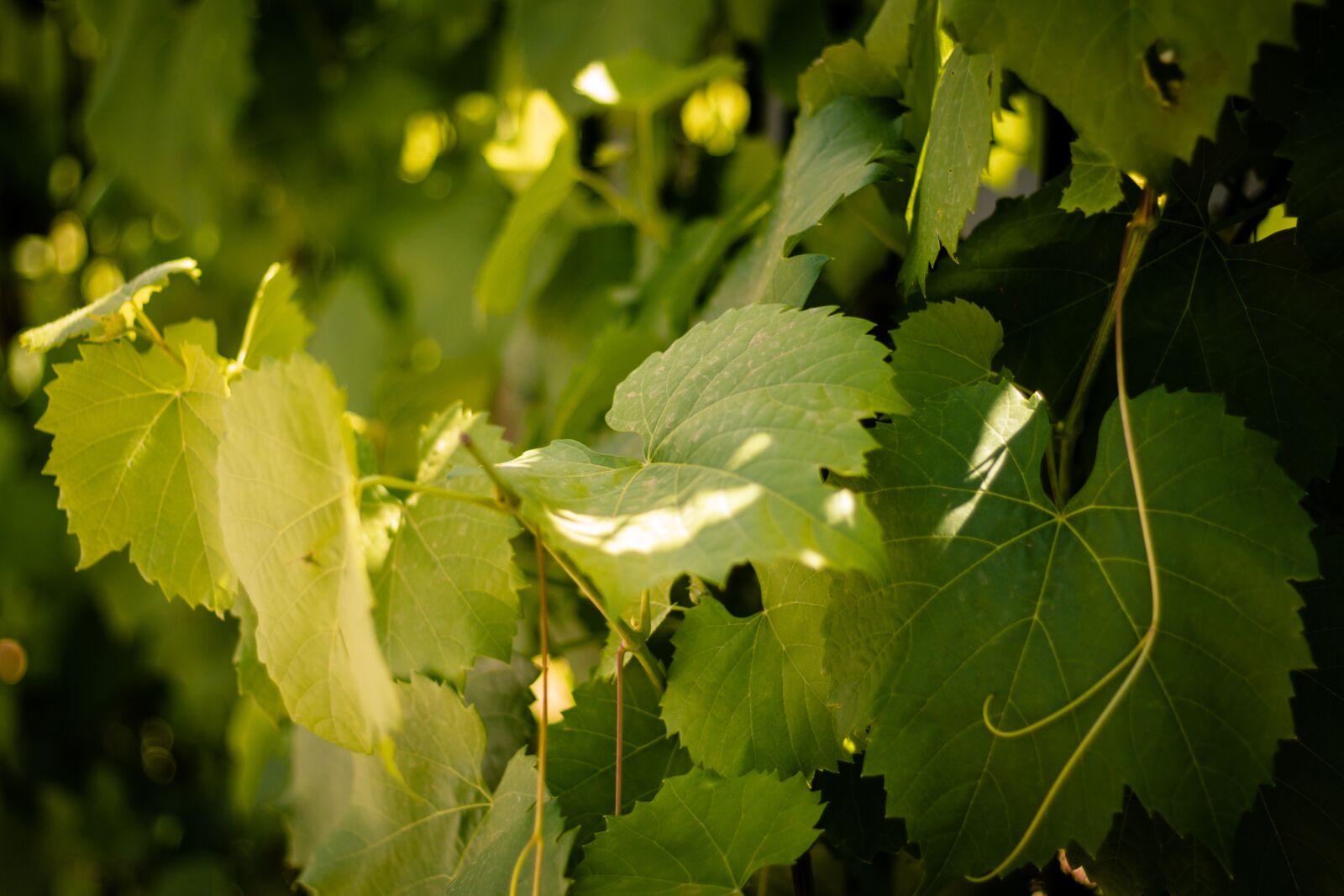 Canon EF 50mm F1.8 STM sample photo. Vine, leaves, green photography