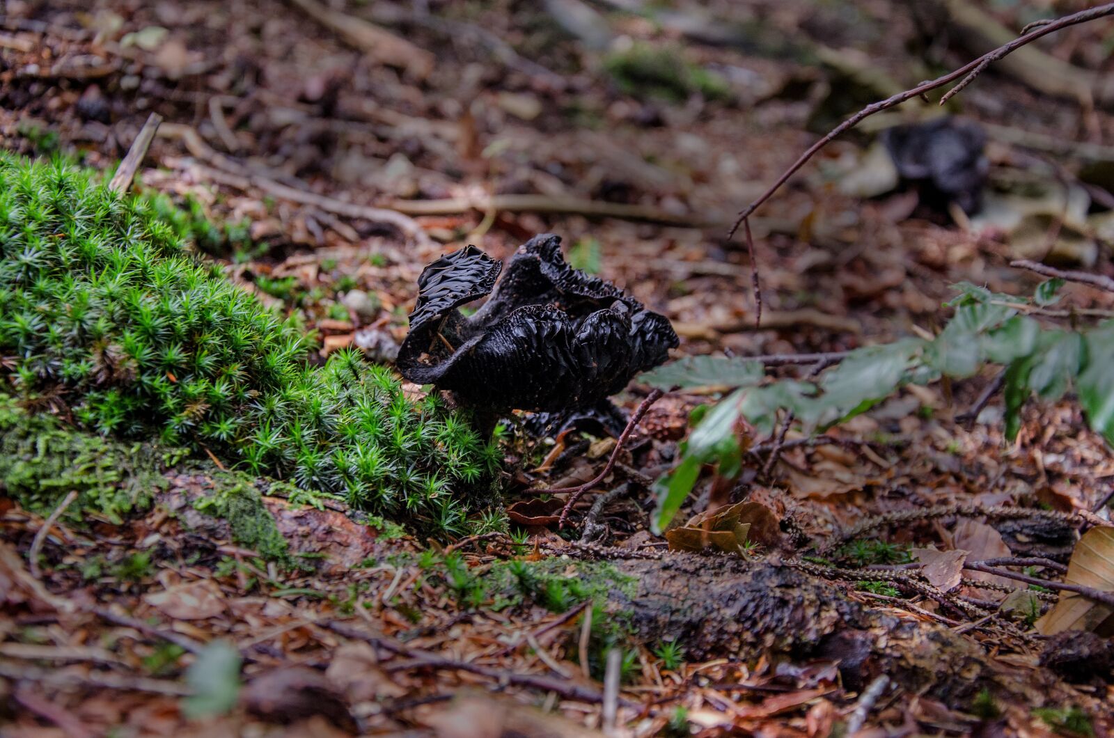 Nikon D5100 sample photo. Mushroom, forest, ground photography